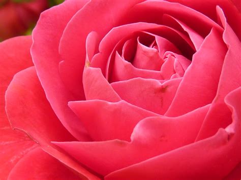 Pink Rose In Close Up Photography · Free Stock Photo