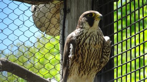 Tuck The Marshfield Wildwood Zoos Peregrine Falcon Dead