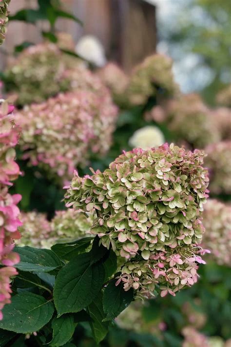 Little Lime Hydrangea The Perfect Shrub For Small Spaces Meimeiiluveu