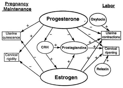 Endocrinological Control Of Pregnancy And Parturition In Women The