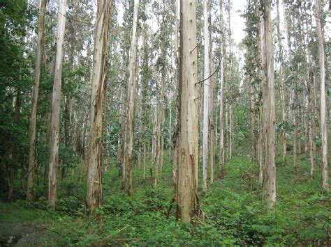 Eucalyptus Forest Wallpapers High Quality Download Free