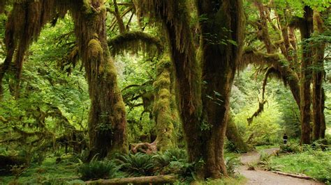 Le Foreste Pluviali Tropicali Serramenti In Legno Continental