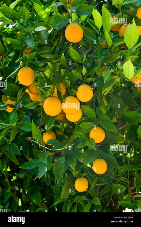 Oranges Hanging From Orange Tree Hi Res Stock Photography And Images