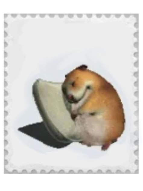 Create Meme Hamster Fluffy Funny Hamsters Pictures Meme