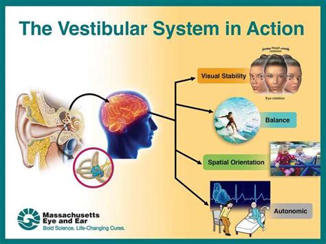 Vestibular Function Declines Starting At Age 40