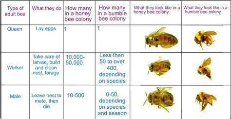 Class Eight Science Reproduction In Animals Subject Notes