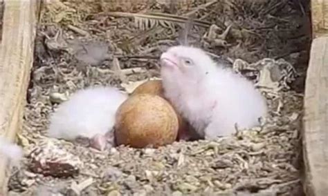 Peregrine Falcon Chicks Hatch In Melbourne As Facebook Fans Watch On