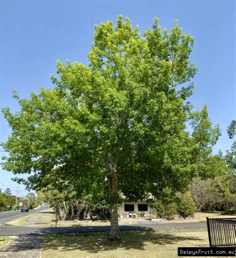 Buy Pin Oak Trees Quercus Palustris
