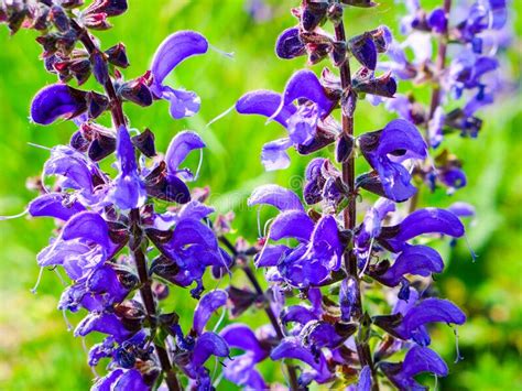 Wonderful Deep Blue Flowers From Meadow Sage Stock Photo Image Of