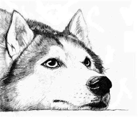 Хаски схема в источнике Animal Drawings Husky Drawing Animal Sketches