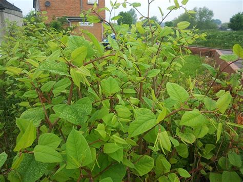 Japanese knotweed is one of the world's most invasive plants. How to Remove Kill and Get Rid of Japanese Knotweed in the UK