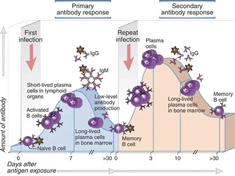 Primary Vs Secondary Immune Response • Microbe Online