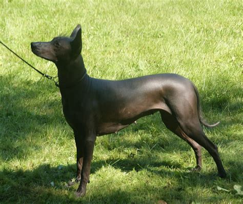 Xoloitzcuintli Dog Breed Profile 7 Types Prices Facts