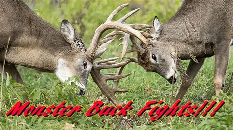 Ultimate Buck Fight Compilation Monster Buck Fights Youtube