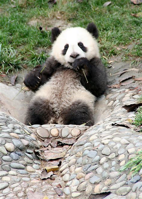 Giant Panda Cub Chengdu Sichuan April 2009 350d 2121 Flickr