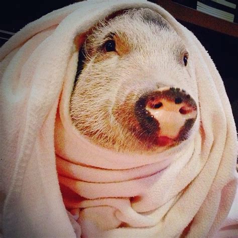 This 28 Pound Juliana Pig Is Delightfully Named Penelope Popcorn