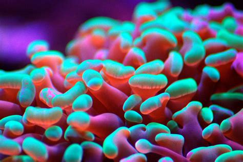 Fluorescent Coral Pearl Or Grape Coral Xenia Spp Alcyonium Spp Finger