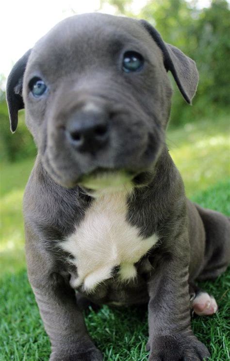 Blue Nose Pitbull Puppies For Sale Blue Nose Pitbull Breeders Baby
