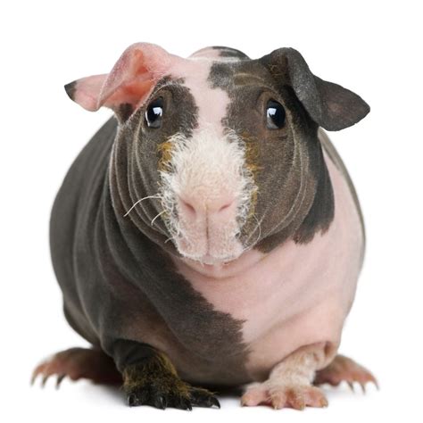 Hairless Guinea Pigs Are A New Pet Craze