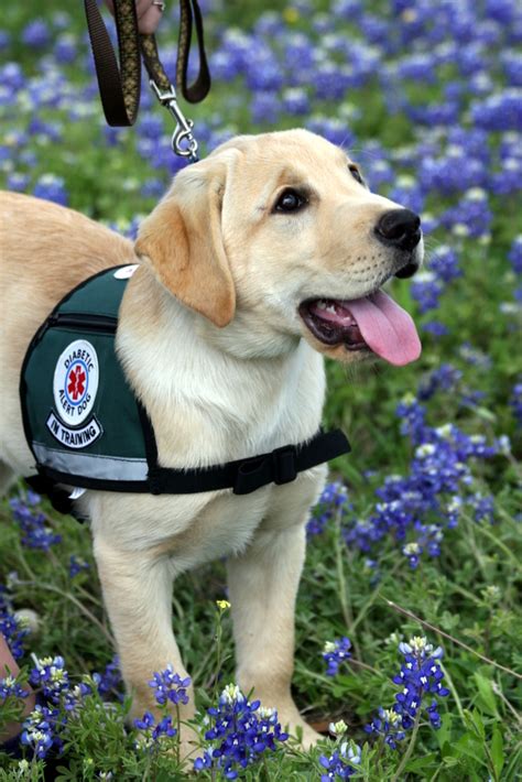 Diabetic Alert Dogs In Dallastexas Dads Dog