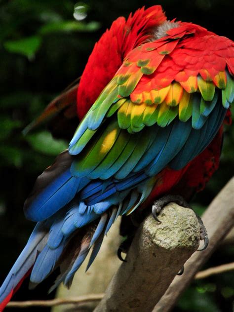 Scarlet Macaw Rainbow Hot Sex Picture