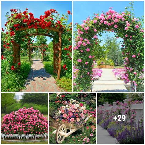 28 The Most Beautiful Rose Garden In The World That You Can Make In