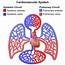 125 Circulatory System In Humans  SPM Biology