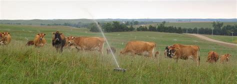Pasture Irrigation Using The Right Tool K Line North America