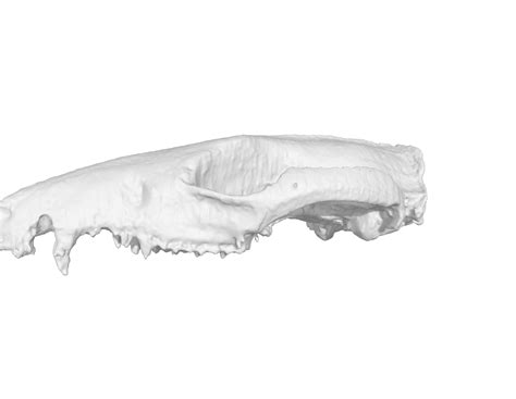 3d Model Opossum Skull 8473