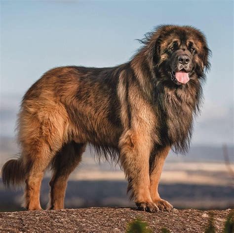 16 Dogs That Look Like Lions Hey Djangles
