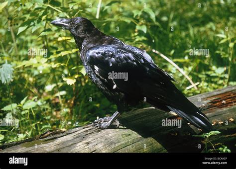 Raven Corvus Corax Stock Photo Alamy