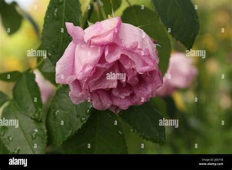 Wet Pink Single Rose Stock Photo Alamy