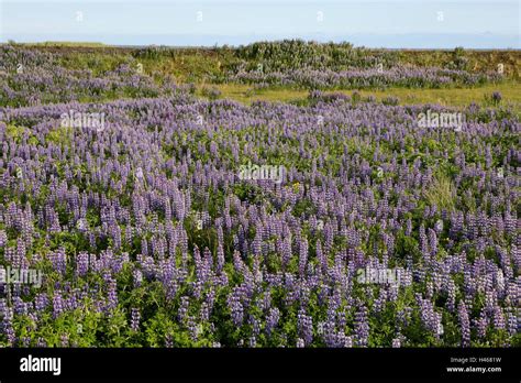 Iceland Nature Vegetation Lupins Stock Photo Alamy