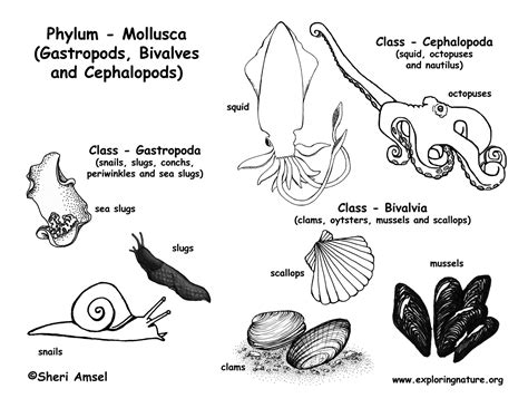 See also these coloring pages below Phylum - Mollusca (Gastropods, Bivalves, Cephalopods)