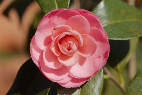 Camellia Japonica ‘pink Perfection Henry Hartley