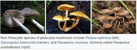 Psilocybin Mushroom Medicinal Herb Info