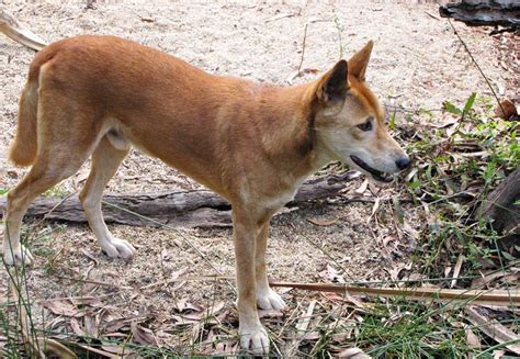 Dingo The Largest Carnivore In Australia Travel Spiced Life