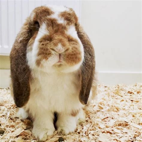French Lop Rabbits French Lop For Sale