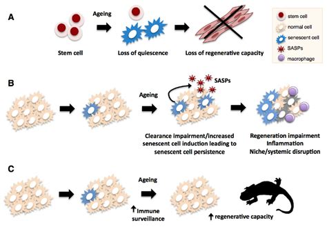 Impact Of Cellular Senescence On Regenerative Processes During Aging
