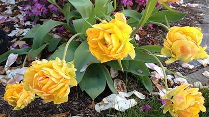Flowers Roses Tulips Yellow Double Wallpapers Flower