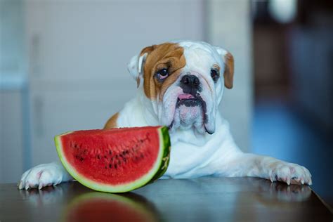 Can Watermelon Seeds Kill Dogs
