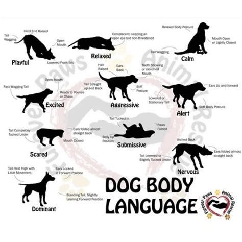 Dogtrainingforlover Posted To Instagram Find Out What Your Dogs Body