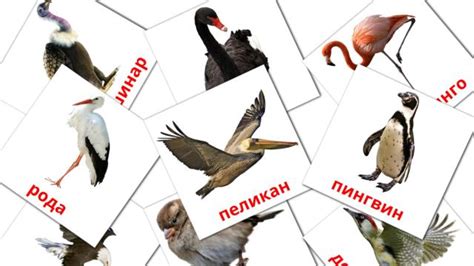 1300 free serbian cyrillic flashcards pdf picture vocabulary