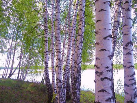 Диета асит береза Береза Береза Диета асит береза