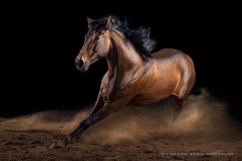 Photographs Of Horses Incredible Gallery Of Horses Pictures