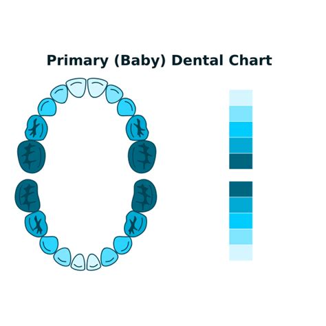 Baby Teeth Chart Free Svg