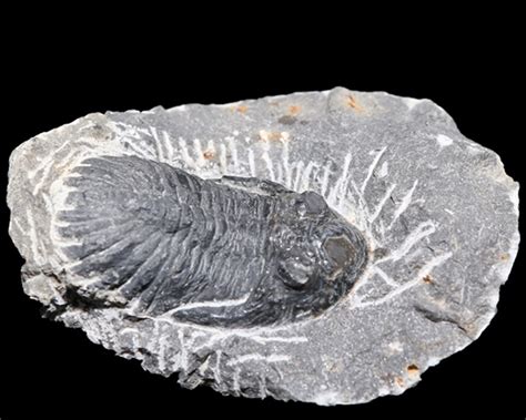 Trilobite Fossils Celestial Earth Minerals