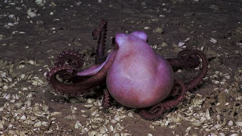 This Octopus Was Seen At Our Dive At Blake Ridge Seep