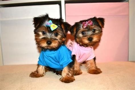 Dog breeders from all over louisiana use puppyfind to successfully find new, loving homes for their precious puppies. Yorkshire Terrier Puppies For Sale | Lafayette, LA #91081