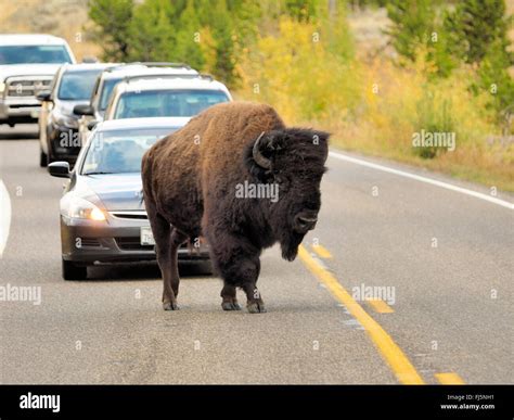 American Bison Buffalo Bison Bison Male Crossing A Street Usa